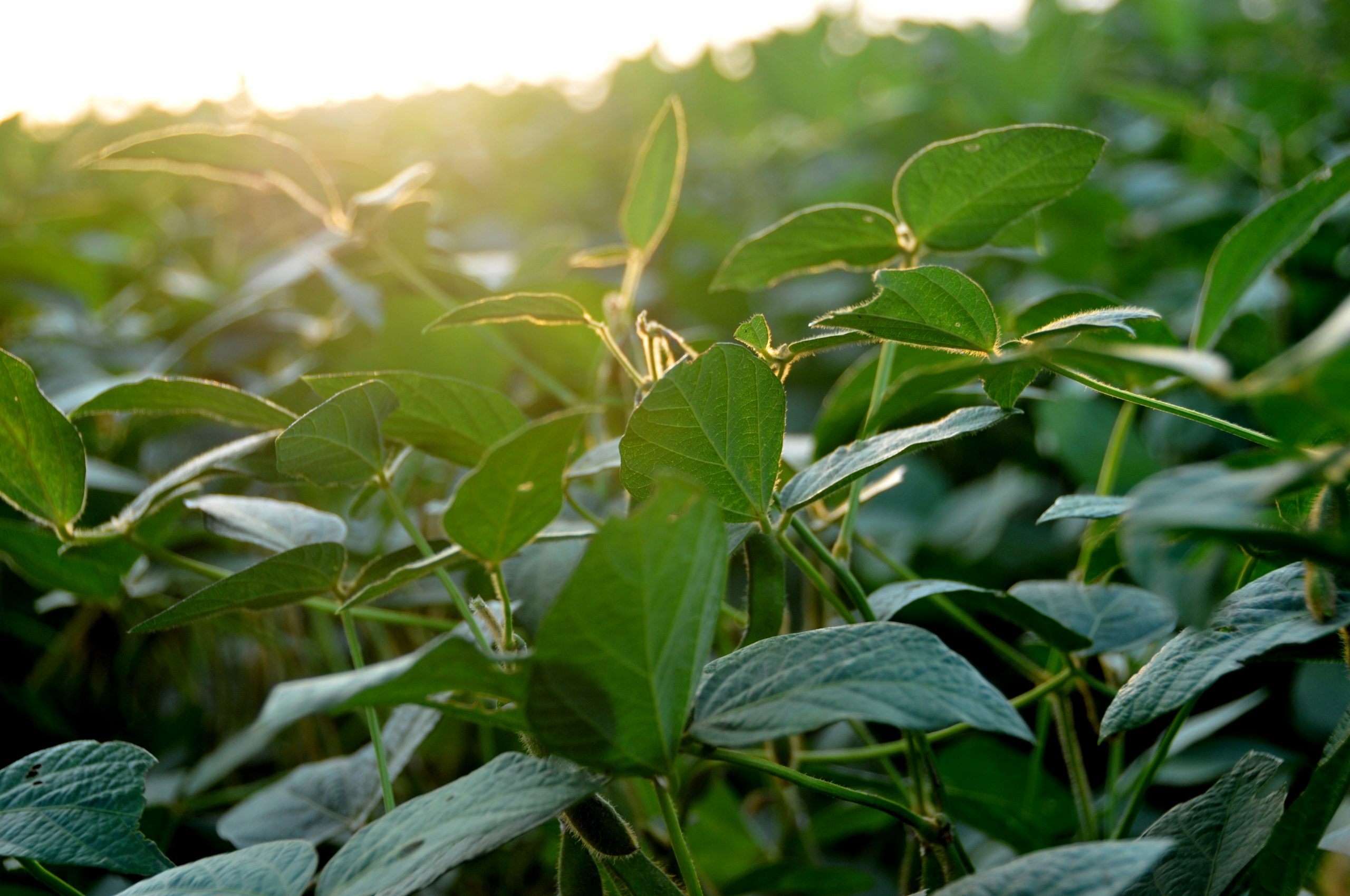 Adam S Soybean Growth Stages Guide Peterson Farms Seed