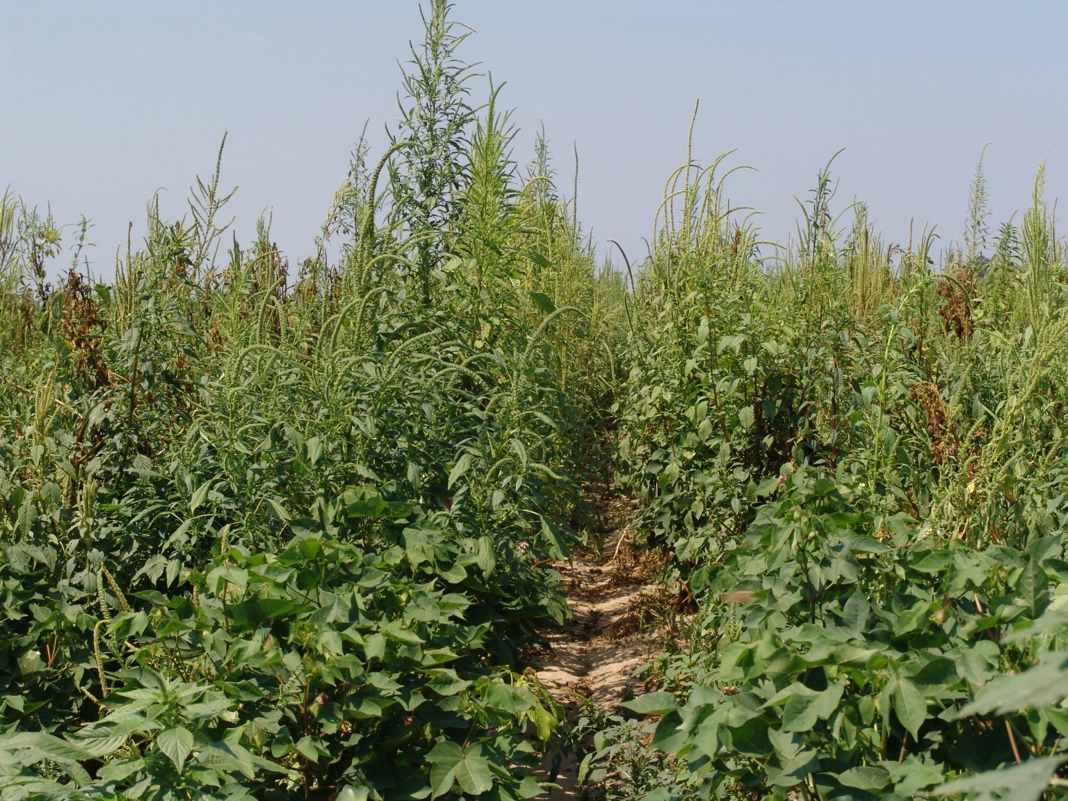 Palmer Amaranth: What Happens Next? - Peterson Farms Seed