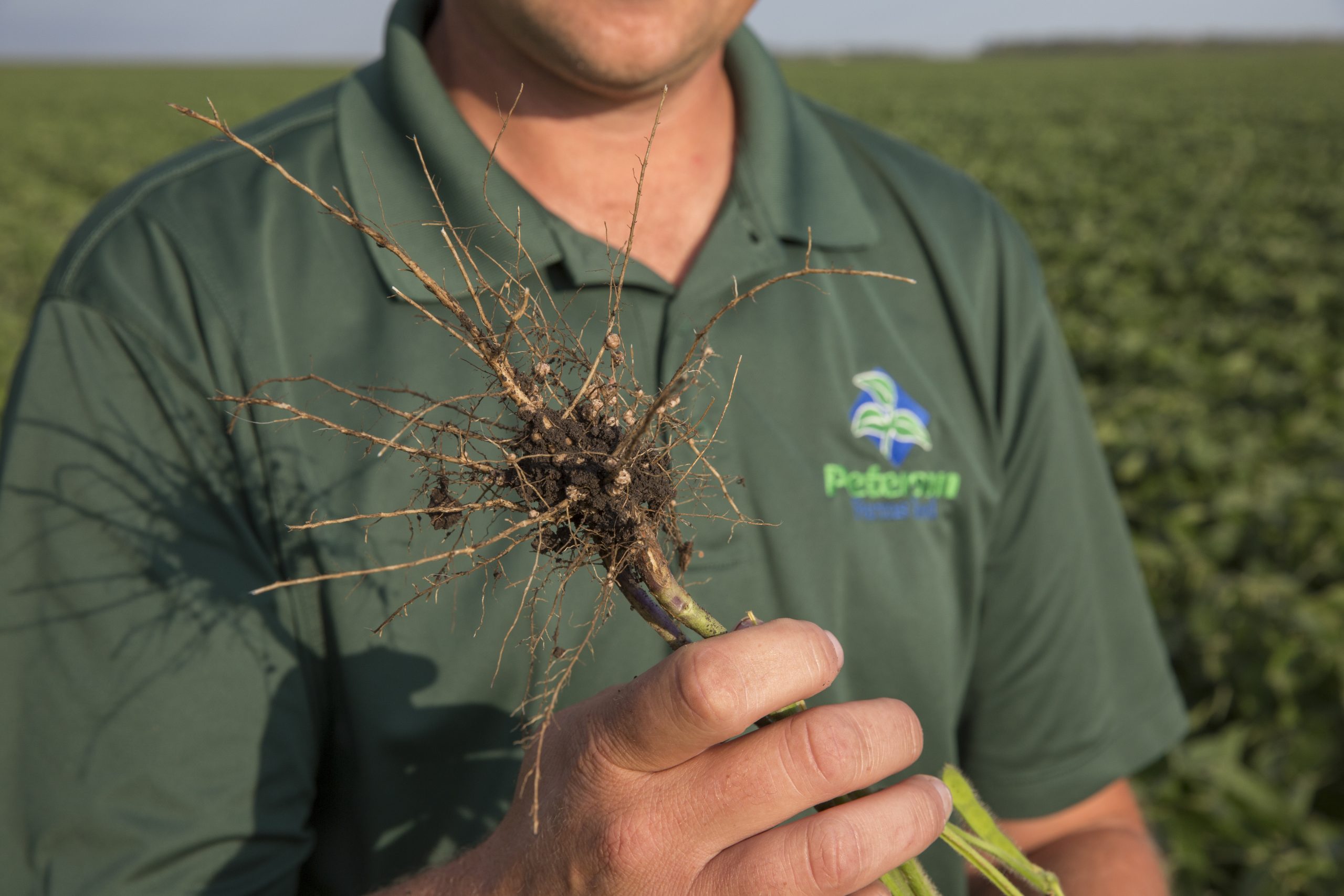 Keep Feeding Your Soybean Scavengers Peterson Farms Seed