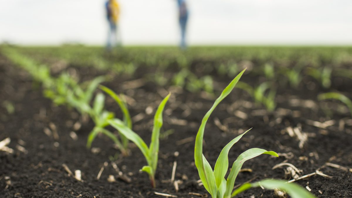 Evaluate Your Corn Early