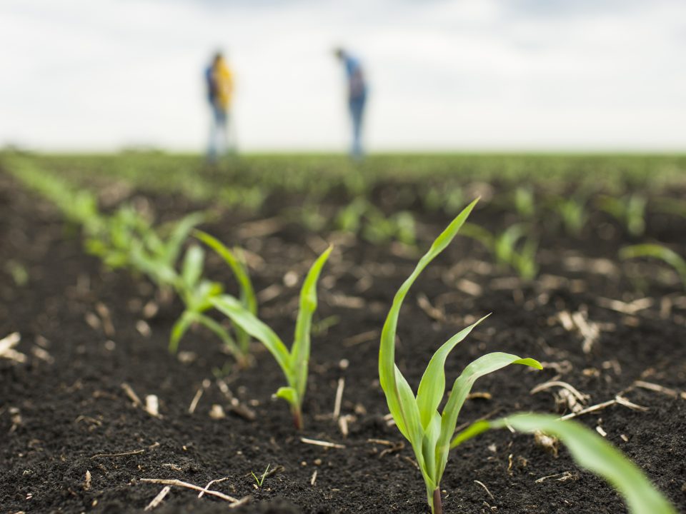 Evaluate Your Corn Early