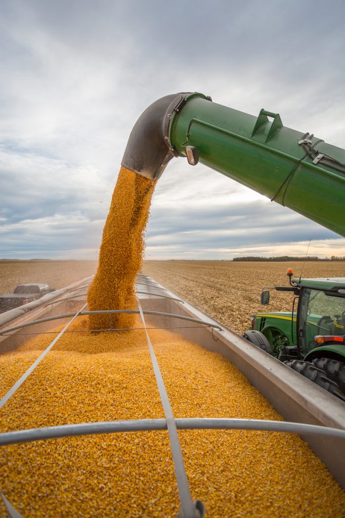 Corn Harvest 2025 - Hanny Kirstin