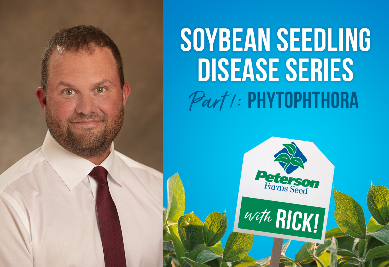 Soybean Seedling Disease Series Part 1: Phytophthora - The Silent Killer