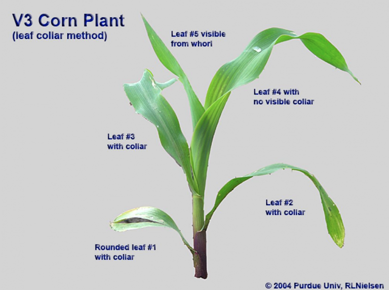 Corn Growth Stages: Part 1 - Emergence and the First 30 Days of Life.