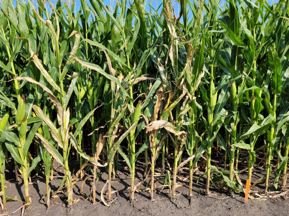 Goss’s Wilt Revisited. Will 2024 be a Challenge? - Peterson Farms Seed