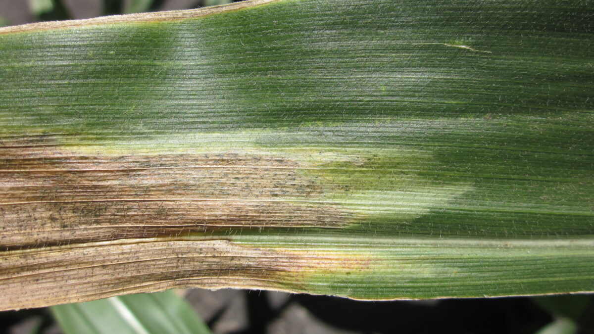 Goss’s Wilt Revisited. Will 2024 be a Challenge? - Peterson Farms Seed