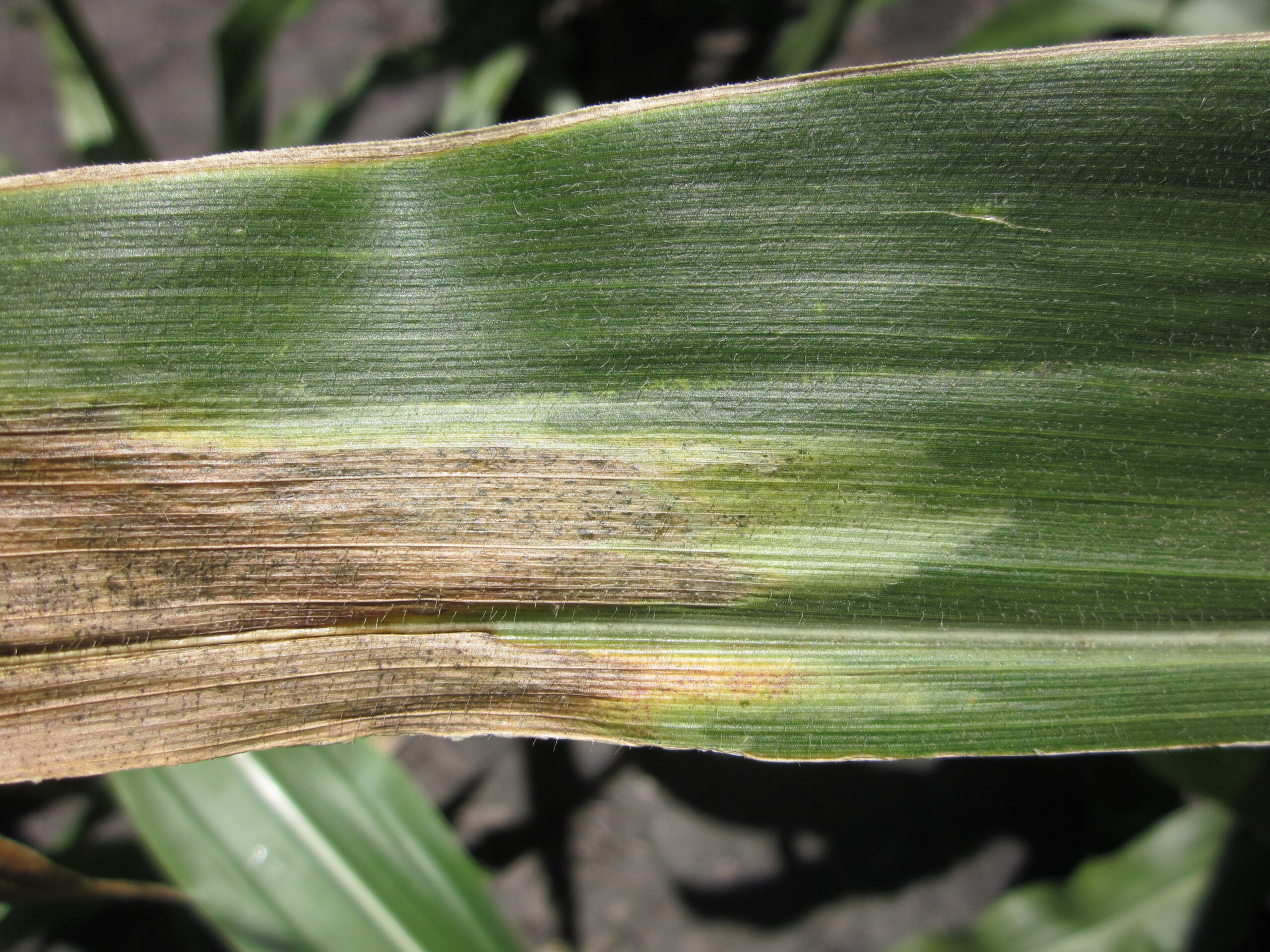 Goss’s Wilt Revisited. Will 2024 be a Challenge? - Peterson Farms Seed