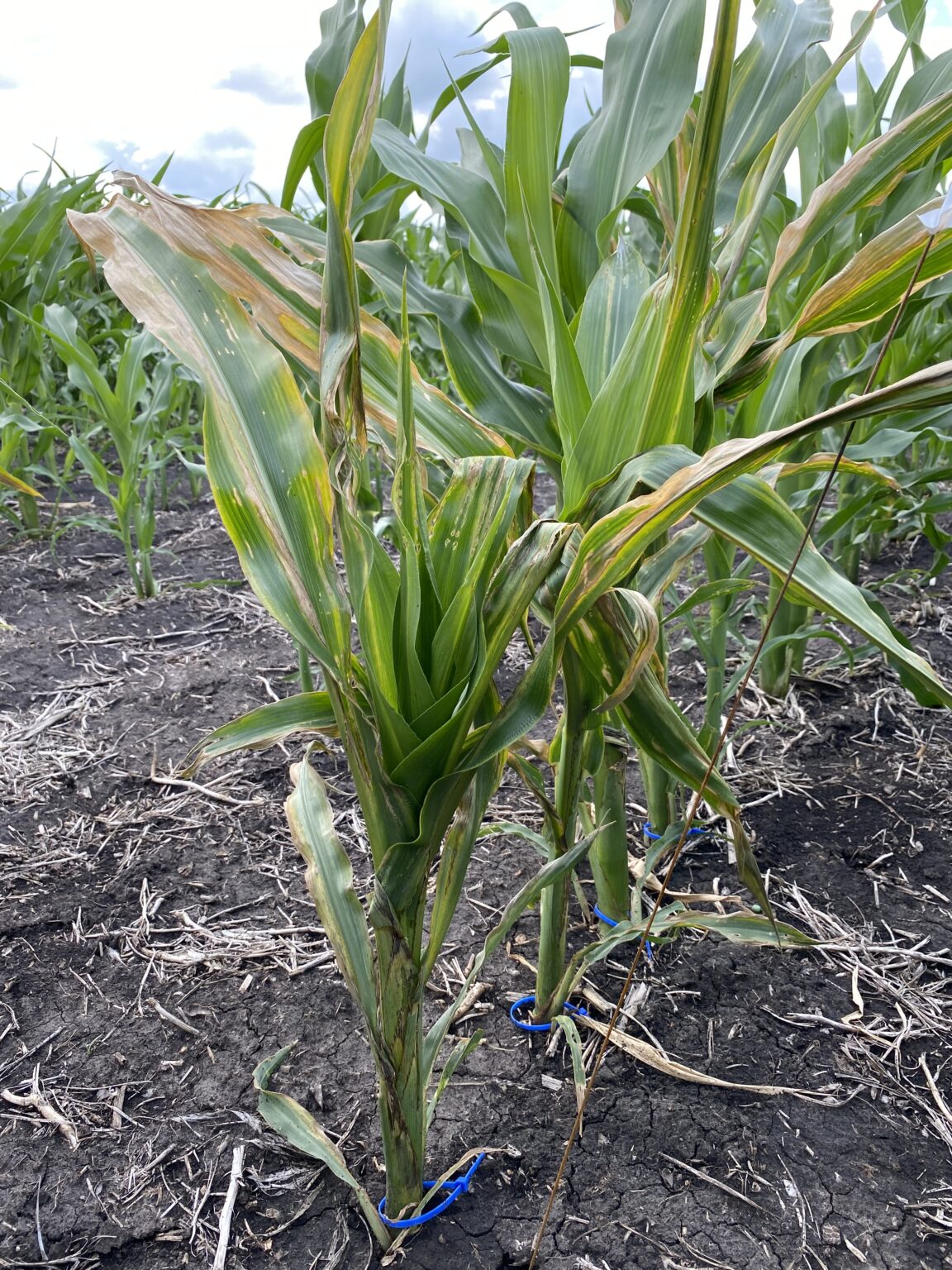 Goss’s Wilt Revisited. Will 2024 be a Challenge? - Peterson Farms Seed